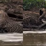 onça-pintada jacaré pantanal-capa