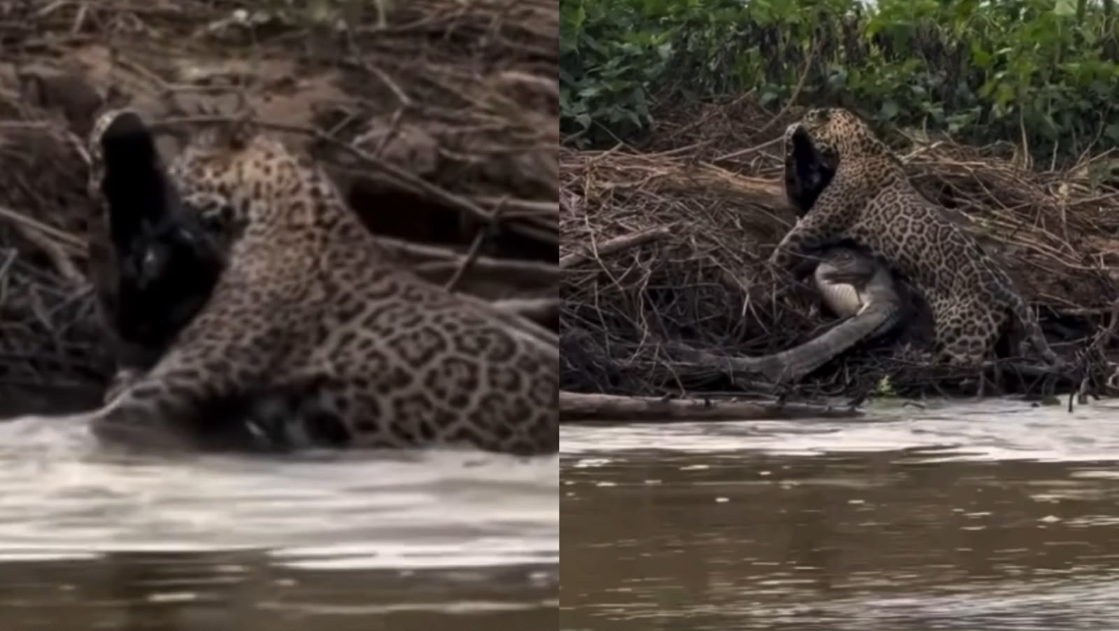 VÍDEO: Onça-pintada ataca jacaré gigante; veja cena surpreendente