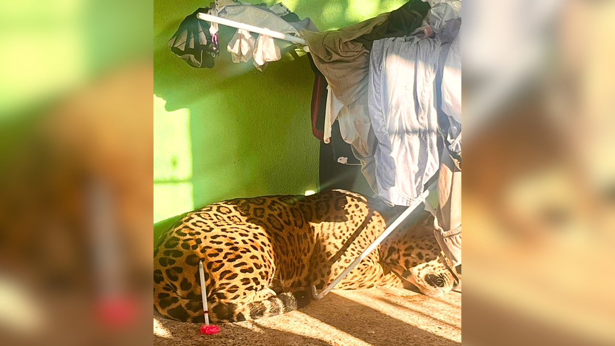 VÍDEOS:: Onça-pintada é encontrada dormindo embaixo de varal em varanda de casa