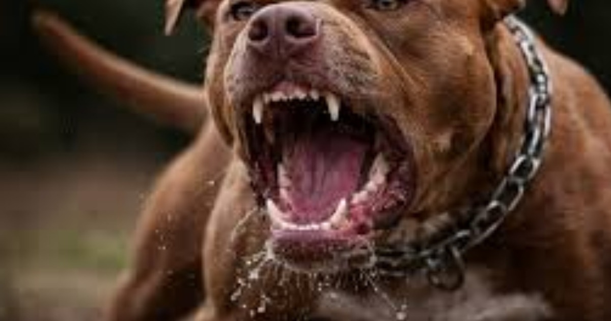 Pitbull ataca dono e deixa homem preso dentro da própria casa em Manaus