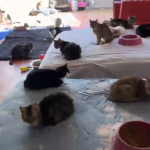 Polícia encontra 14 gatos congelados em freezer e resgata 136 em ONG