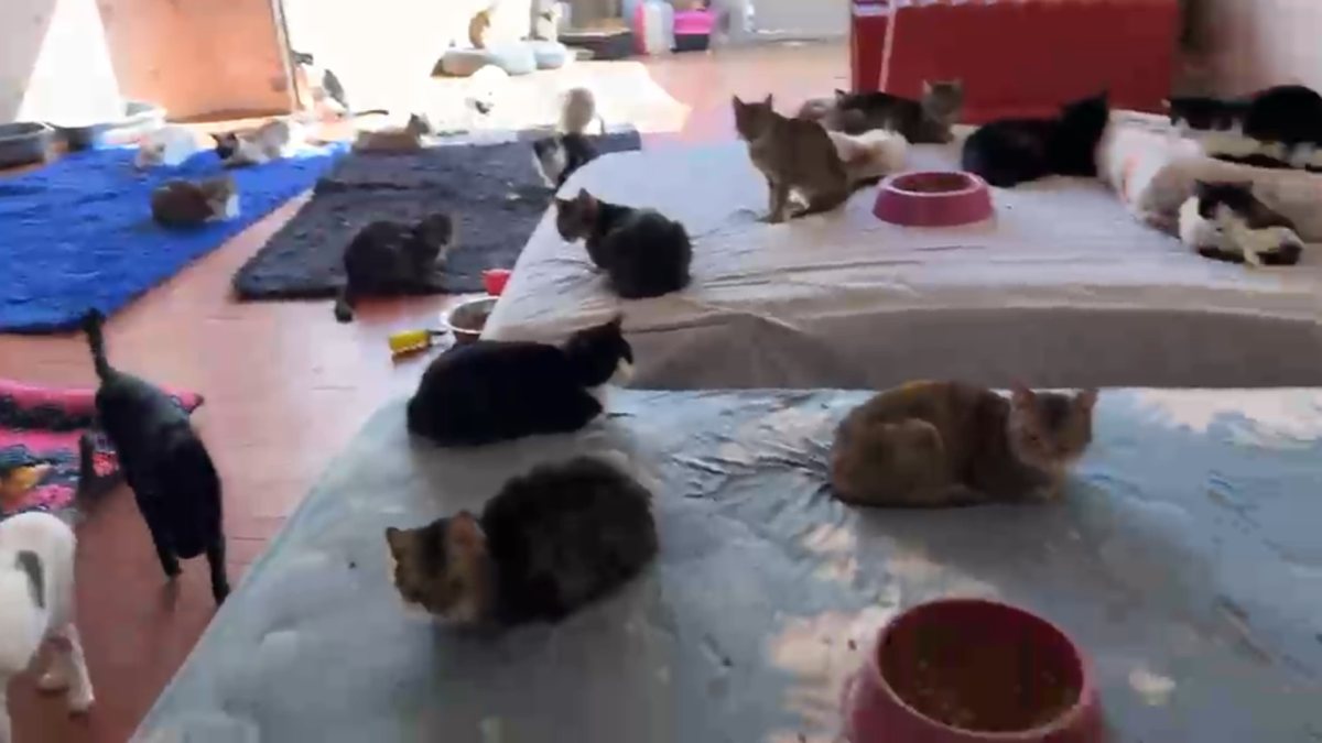 Polícia encontra 14 gatos congelados em freezer e resgata 136 em ONG