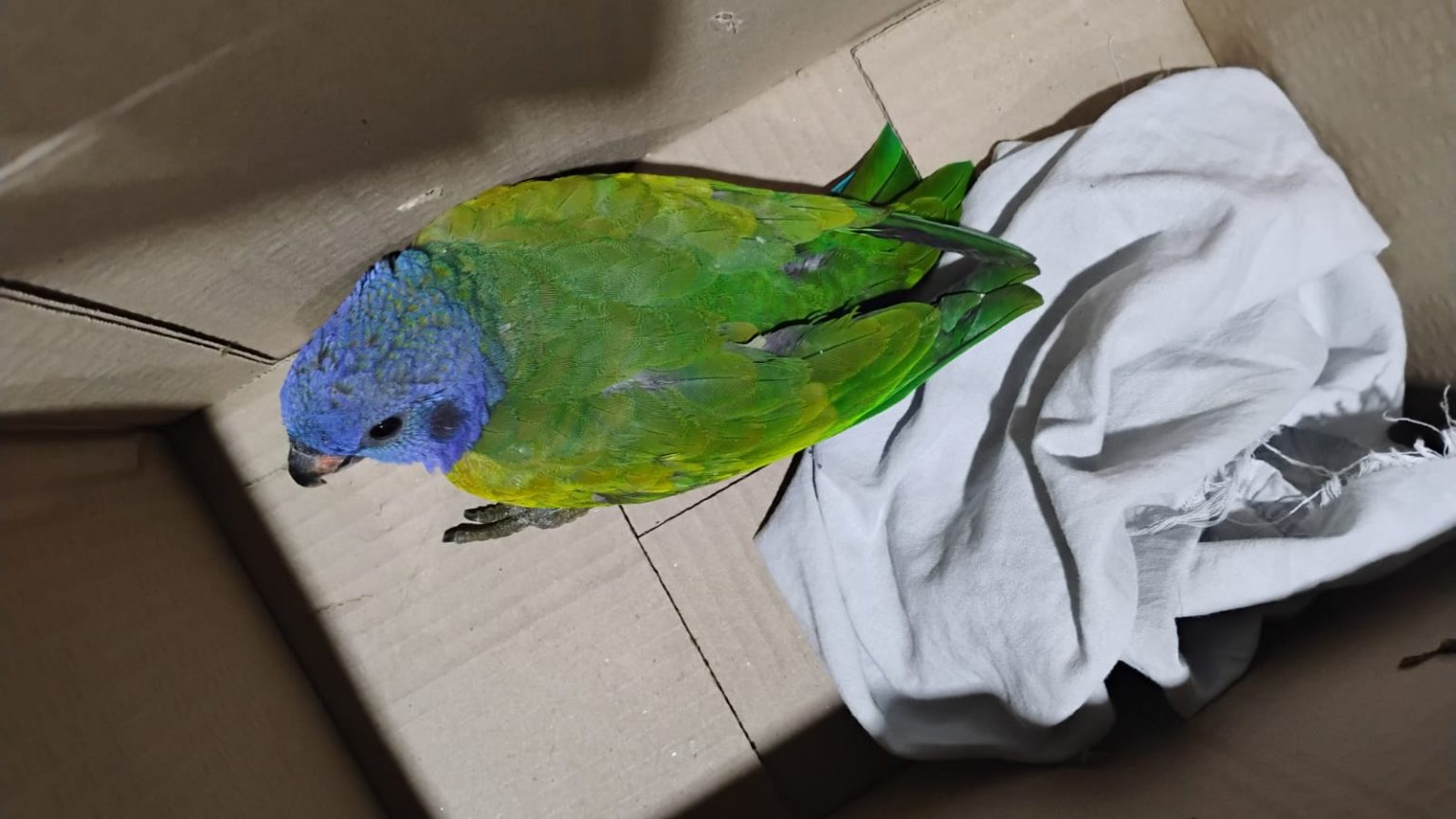 Cobra venenosa e ave silvestre são resgatadas pela Guarda Municipal em Manaus