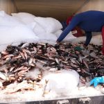 Programa ‘Jaraqui da Gente’ distribui peixe de graça a famílias de Manaus