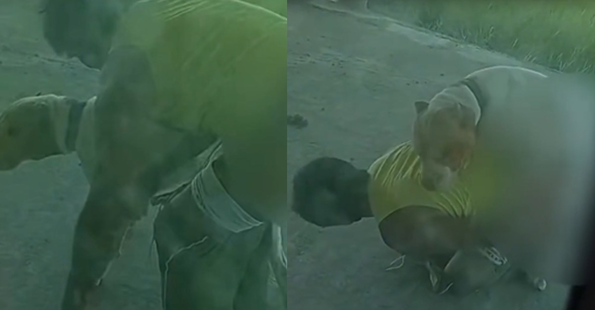 ‘Boga Nervoso’: homem é denunciado por fazer sexo com cachorro no Amazonas; VÍDEO