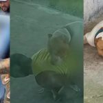 Entenda o que acontece agora com homem preso após vídeo fazendo sexo com cachorro no AM