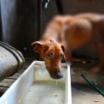 Homem é preso após cães matarem outro animal por falta de alimentação em Manaus