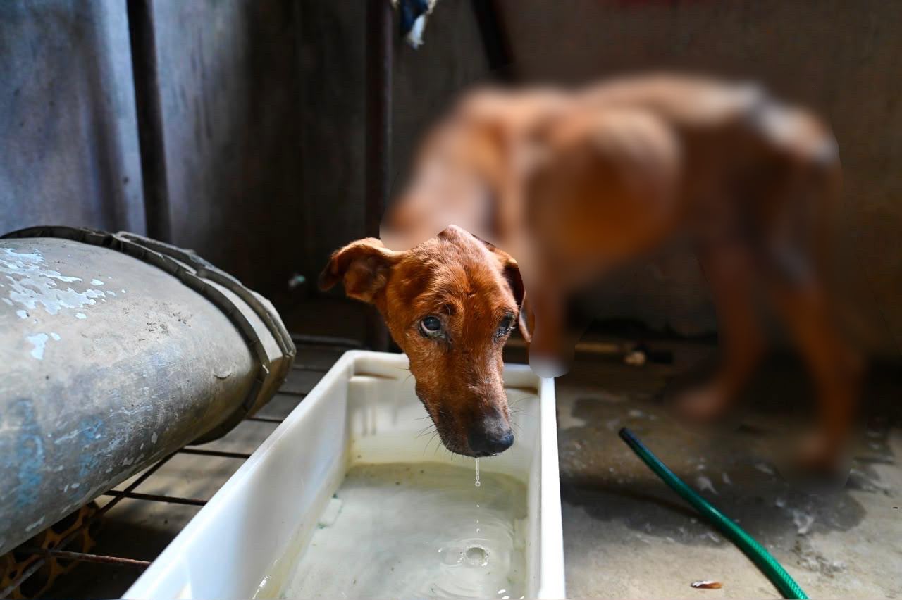 Homem é preso após cães matarem outro animal por falta de alimentação em Manaus