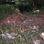 Crianças encontram corpo de mulher em igarapé na Zona Sul de Manaus