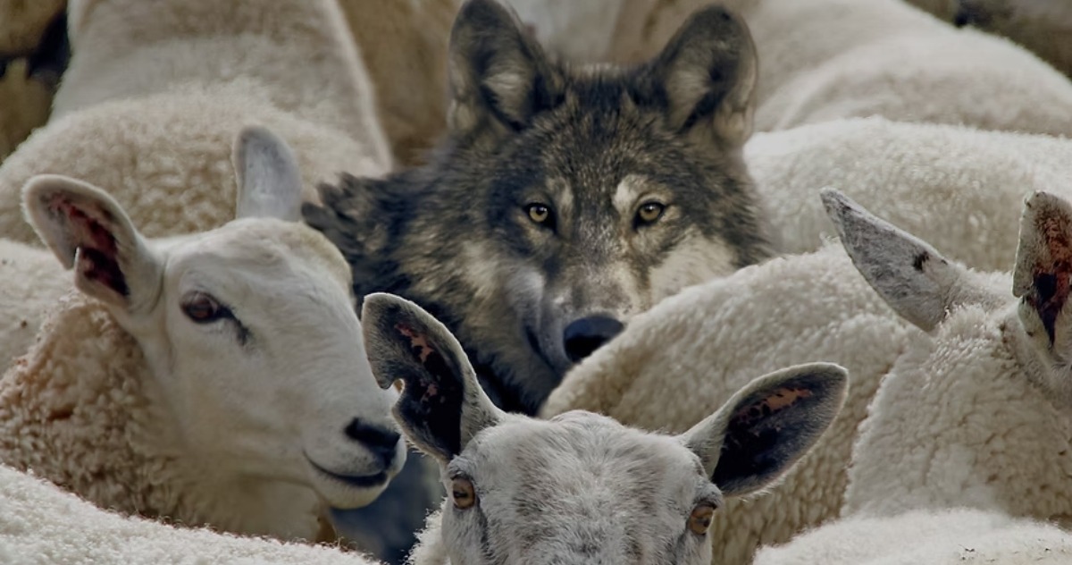 Quem Poupa o Lobo Sacrifica a Ovelha