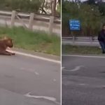 VÍDEO: Homem puxa onça-parda pelo rabo após atropelamento em rodovia