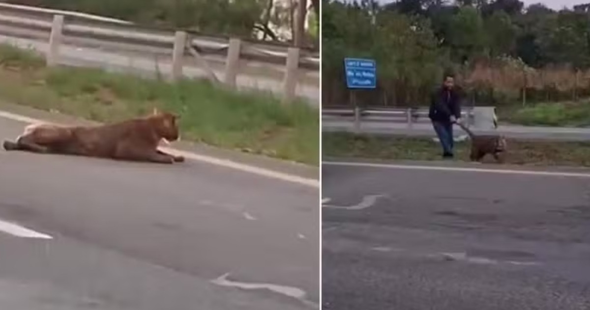 VÍDEO: Homem puxa onça-parda pelo rabo após atropelamento em rodovia