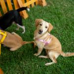 Feira de adoção reúne 17 pets neste sábado (15) em shopping de Manaus