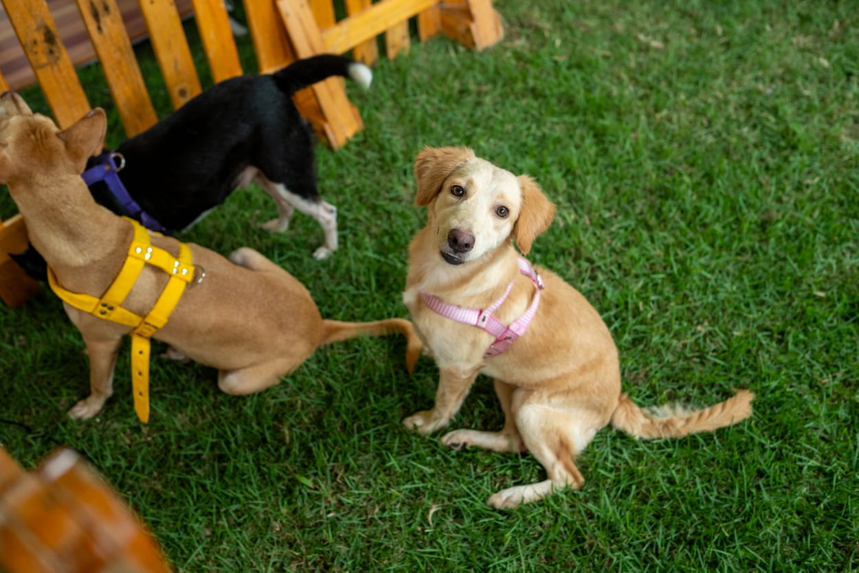 Feira de adoção reúne 17 pets neste sábado (15) em shopping de Manaus