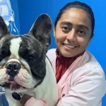 Calor de Manaus exige cuidados redobrados com cães braquicefálicos