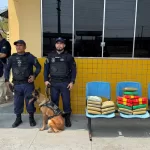 Cadela Zaya da Guarda Municipal de Manaus encontra 30 kg de drogas em ônibus