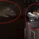 Vídeo mostra rato comendo alimento em sala VIP do Cinépolis Ponta Negra, em Manaus