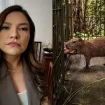 Capivara Filó: Justiça dá 30 dias para entrega ao Ibama; Joana Darc critica decisão