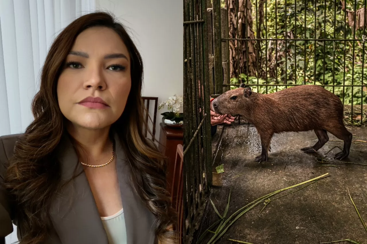Capivara Filó: Justiça dá 30 dias para entrega ao Ibama; Joana Darc critica decisão