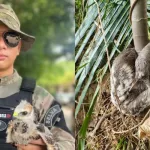 Gavião, pariri e bicho-preguiça são resgatados em Manaus