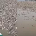 VEJA VÍDEO! Seca causa morte de milhares de peixes em comunidade de Manacapuru